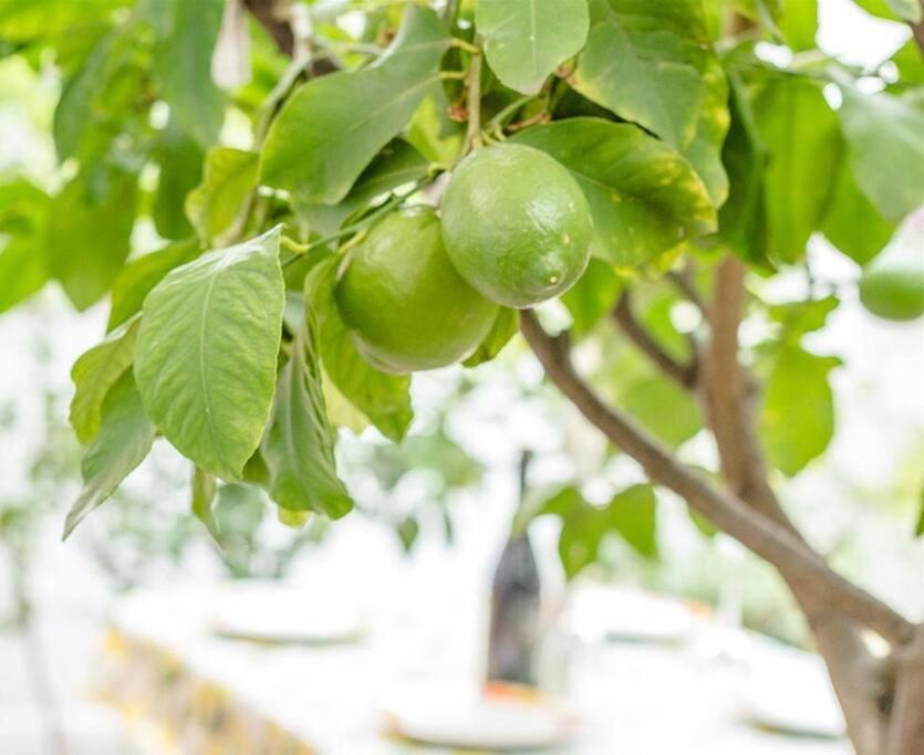 Private Under The Lemon Tree In Ostia Antica Villa Esterno foto